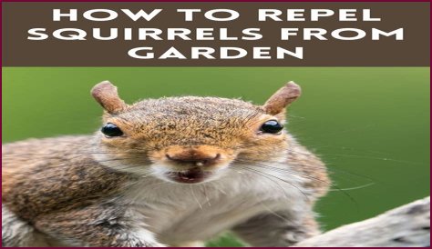 What herbs repel squirrels