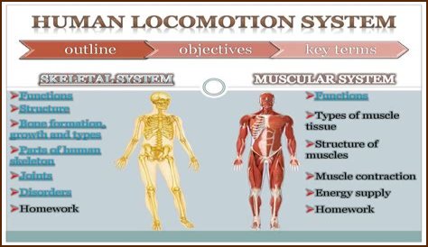 What is locomotion in the human body