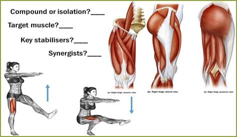 What muscles does a single leg squat work?