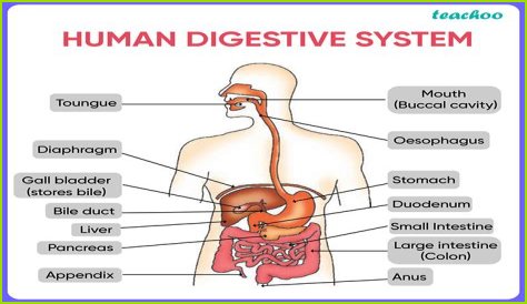 Where is trypsin secreted
